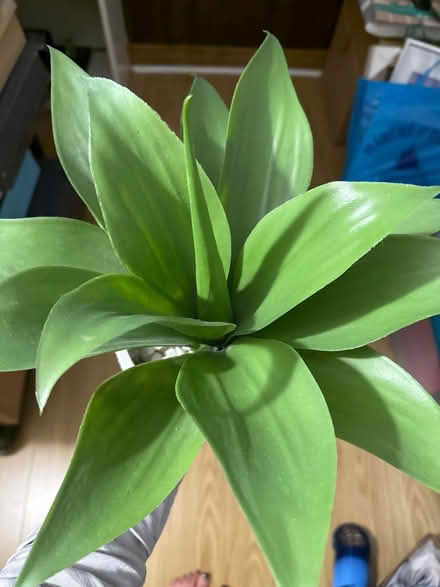 Photo of free Fake plant (Kennedy Sheppard) #2