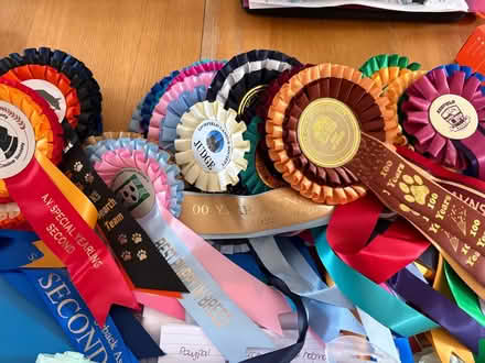 Photo of free Dog show rosettes 🏵️ (Great Linford MK14) #1