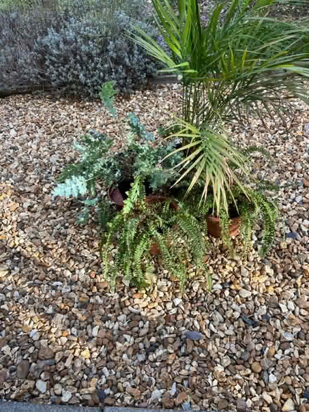 Photo of free House plants (4) (Alverstoke PO12) #4