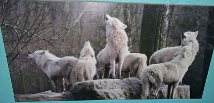 Photo of free 3 large canvas pictures (Stratton Strawless NR10) #2