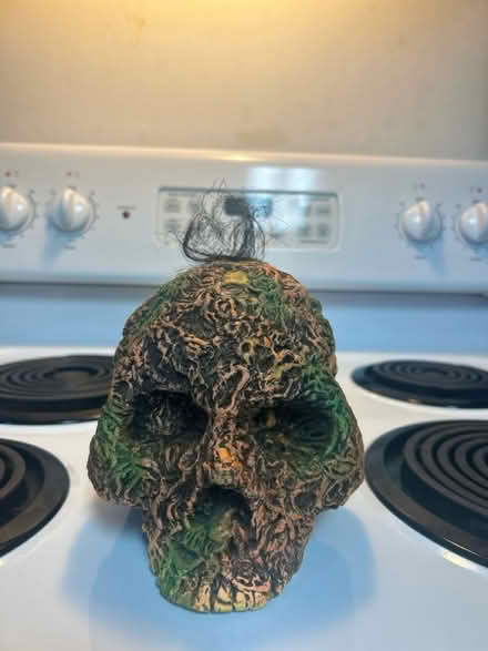 Photo of free Foam skull Halloween decoration (Williamsport) #1