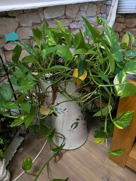 Photo of free Lovely Plant with vase (Bow - Roman Road) #1