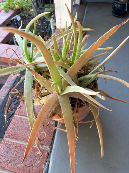Photo of free Aloe Vera Plant - Wanting to Share (Redwood City) #1