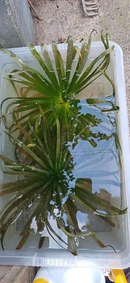 Photo of free Pond plants - Water Soldiers (Leominster HR6) #1