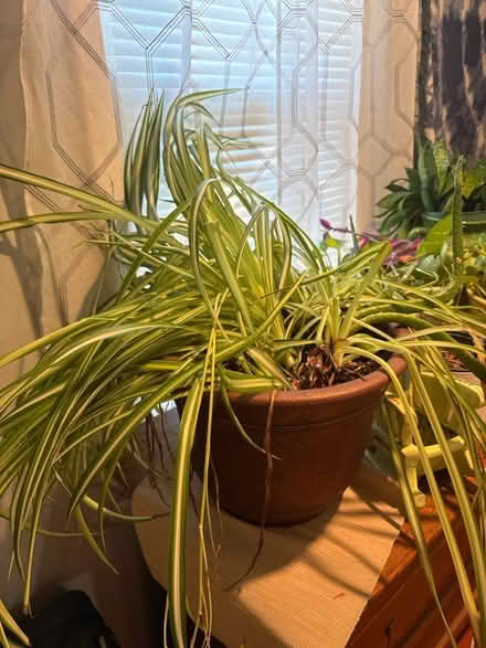 Photo of free ‘Spider’ plant (Parsippany NJ) #1