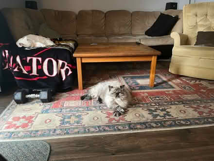 Photo of free sectional couch (420 Moodie Drive) #1