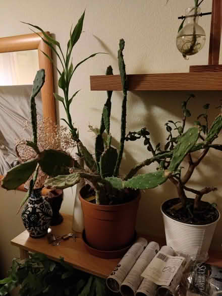 Photo of free Cactus opuntia (EH16, Prestonfield) #1