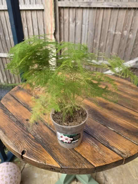 Photo of free Asparagus plant (Stonehouse GL10) #1