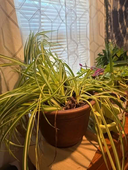 Photo of free ‘Spider’ plant (Parsippany NJ) #2