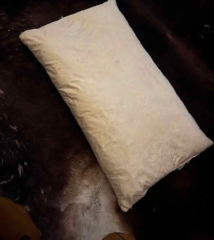 Photo of free Feather pillow (Gleedless (S12)) #1