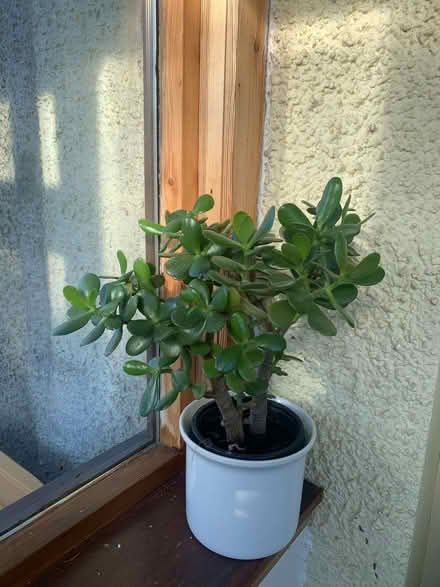 Photo of free Money plant in a pot (Belhelvie AB23) #1