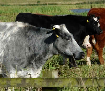 Photo of free Print of Cows relaxing at Wicken Fen (Oakington CB24) #1