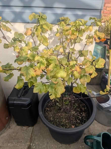 Photo of free Two jostaberry plants (M32 stretford) #2