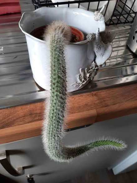 Photo of free Monkey tail cactus (Milton Ernest MK44) #1
