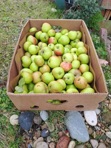 Photo of free Bramley Cooking Apples Windfalls (Edinburgh, Canonmills EH7) #1