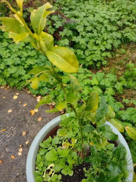 Photo of free Lemon tree (Hale WA15) #1