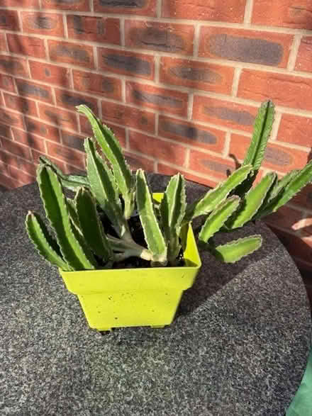 Photo of free Stapelia Gigantea Plant (Silverdale ST5) #1