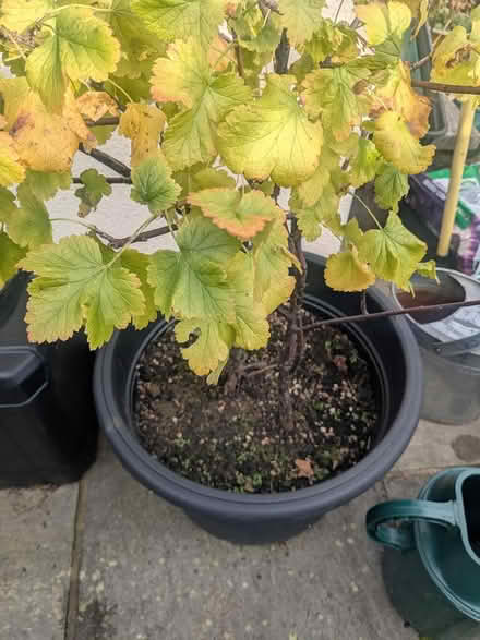 Photo of free Two jostaberry plants (M32 stretford) #1