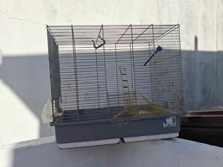 Photo of free Bird (Upton Torquay) #1