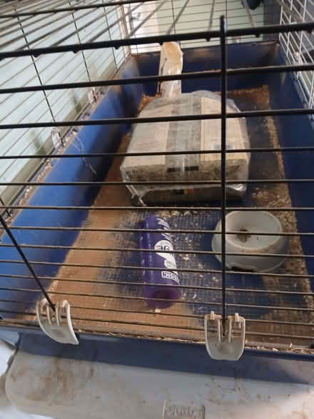 Photo of free Large Indoor Cage With Hay & Guinea Pig Food (Beaconhill NE23) #4