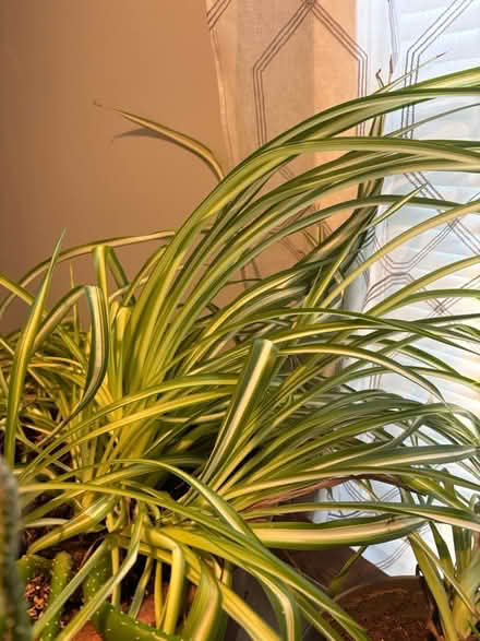 Photo of free ‘Spider’ plant (Parsippany NJ) #3