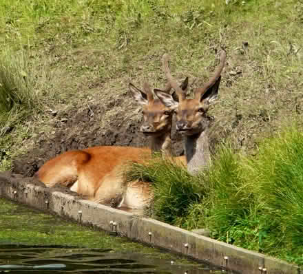 Photo of free 20cm Square Original Photo print of deer (Oakington CB24) #1