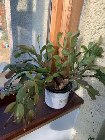 Photo of free Christmas cactus in a pot (Belhelvie AB23) #1