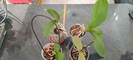 Photo of free Orchid plants (Stanstead Abbotts SG12) #2