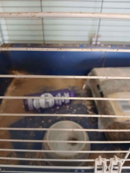 Photo of free Large Indoor Cage With Hay & Guinea Pig Food (Beaconhill NE23) #3