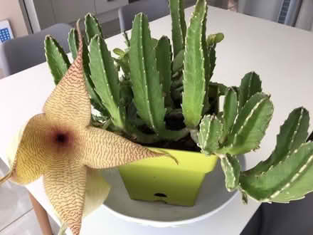 Photo of free Stapelia Gigantea Plant (Silverdale ST5) #2