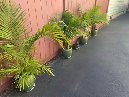 Photo of free 4 potted palms in excellent (Bellerose) #1