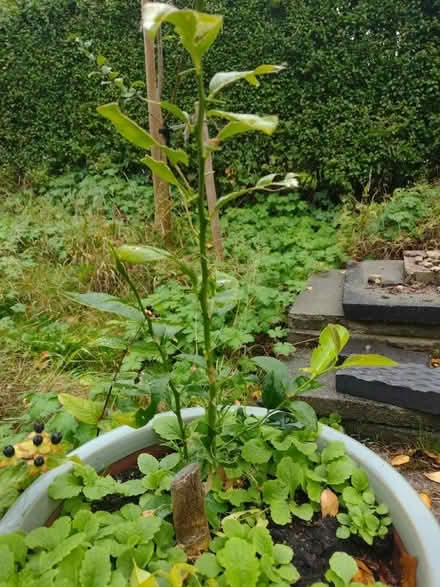 Photo of free Lemon tree (Hale WA15) #2