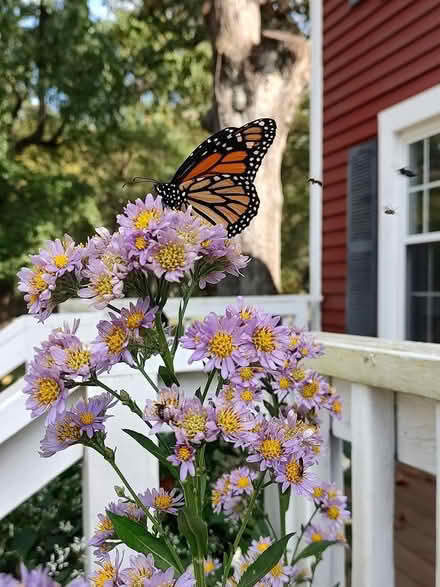 Photo of free New England Aster root starts (Odenton) #1