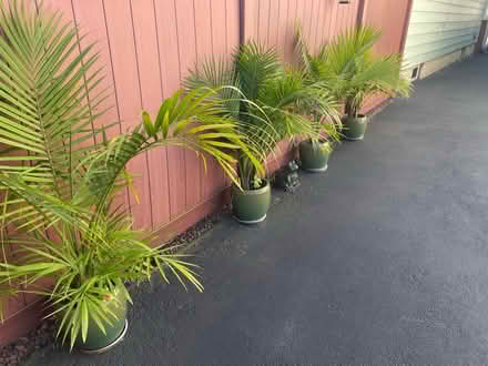 Photo of free 4 potted palms in excellent (Bellerose) #2