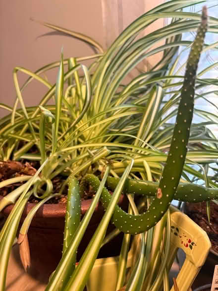 Photo of free ‘Spider’ plant (Parsippany NJ) #4