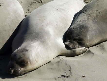 Photo of free One-off Print of original photo - Elephant Seals snoozing (Oakington CB24) #1