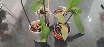 Photo of free Orchid plants (Stanstead Abbotts SG12) #1