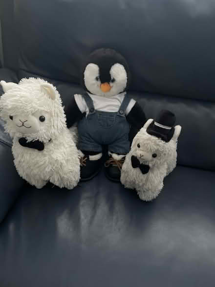 Photo of free Teddies (Baldock SG7) #1