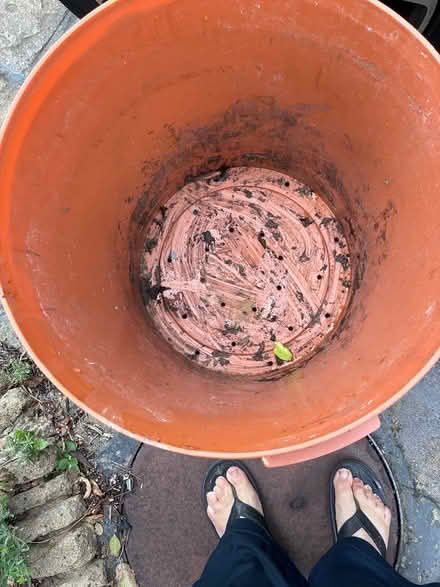 Photo of free Garden pots large (Middleton PO22) #2