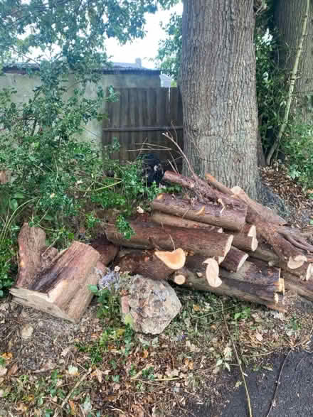 Photo of free Logs and Wood (Burgess Hill RH15) #4