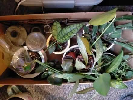 Photo of free Several plants, plant pots, propagation jars (Sudden OL11) #1