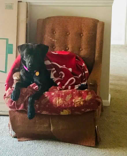 Photo of free Armchair (Abingdon) #1