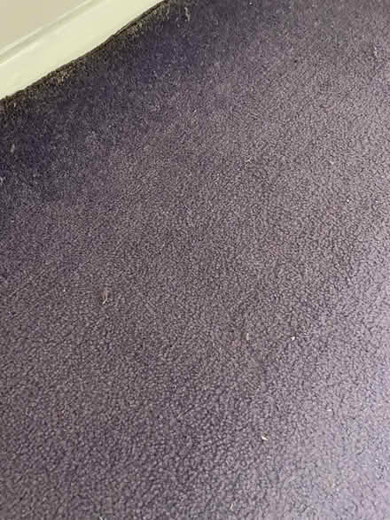Photo of free Bedroom carpet & underlay (Wilstead MK45) #1