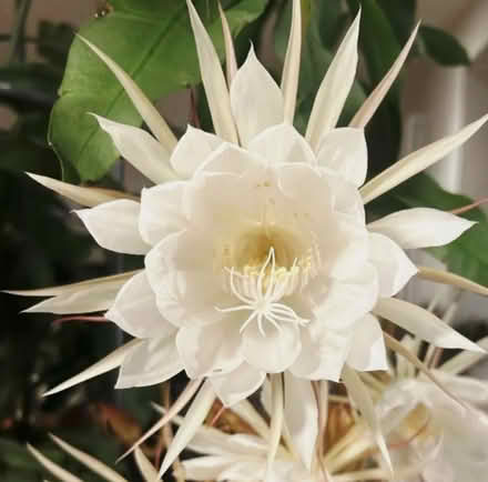 Photo of free Epiphyllum Oxypetalum Plant (Thurcaston LE7) #2