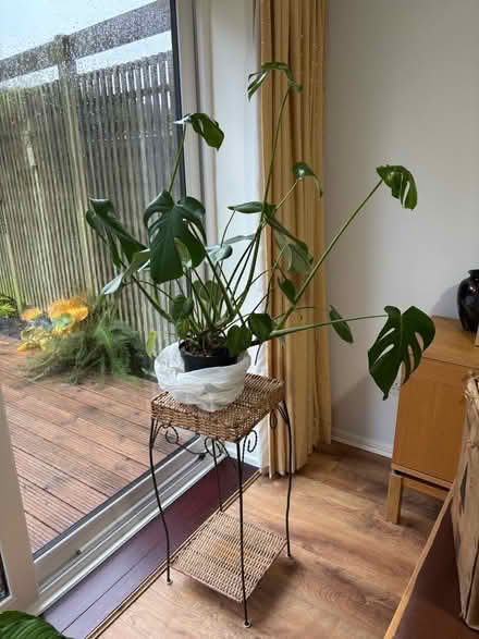 Photo of free Swiss Cheese plant - Monstera (Shelfield WS4) #1