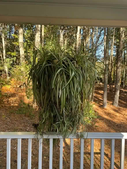 Photo of free Very large spider plant (North Chelmsford) #1