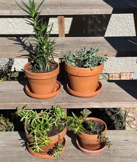 Photo of free Plants in pots (Rogers Park) #1