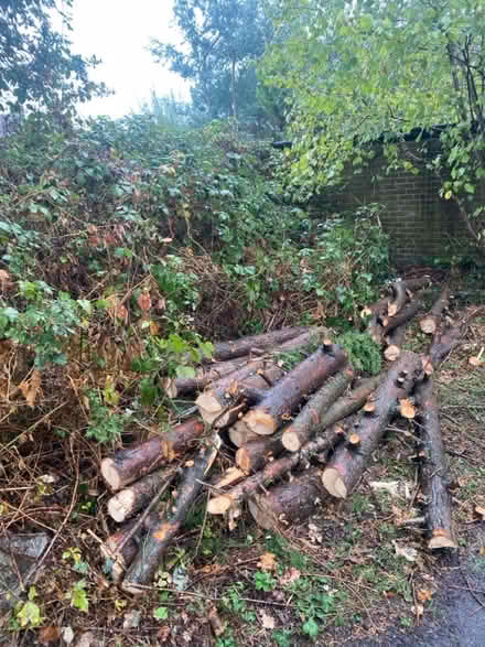 Photo of free Logs and Wood (Burgess Hill RH15) #2