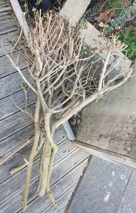 Photo of free Lots of wood (Heysham LA3) #2