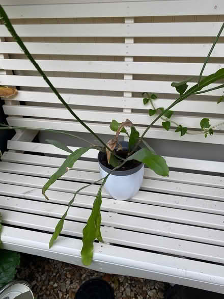 Photo of free Epiphyllum Oxypetalum Plant (Thurcaston LE7) #1